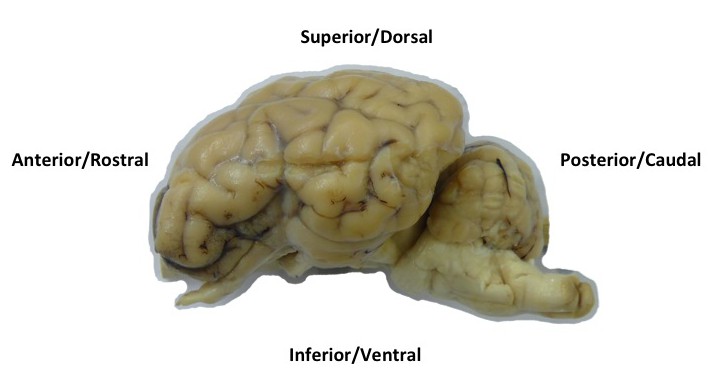 Week 7 Sheep Brains With Labeled Cuts Northfield Neuroscience